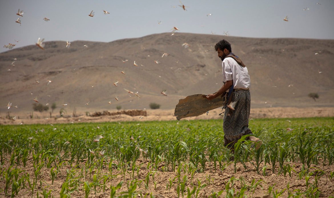 Five Years On, Saudi Attacks on Yemen’s Farmers Are Pushing the Whole Country into Famine
