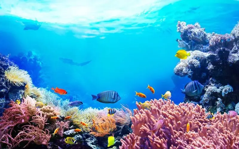 Planet Earth Loses Half Its Coral Reefs since 1950