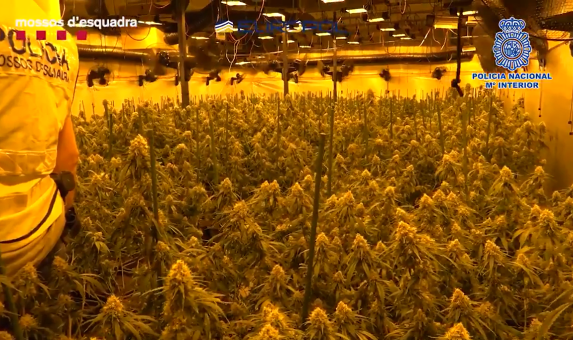 Multi-state agency Europol conducts mammoth drug bust in Spain, makes 107 arrests & seizes 51 cannabis farms (VIDEO)