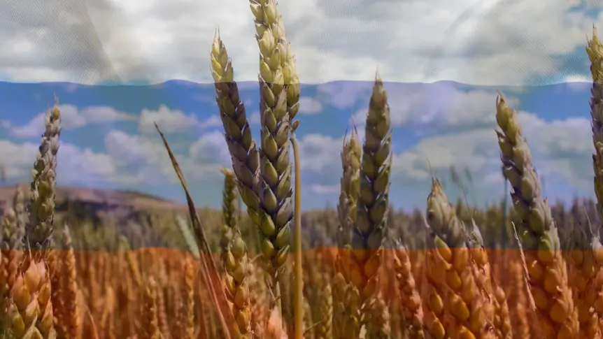 Russian wheat will continue to be exported despite sanctions