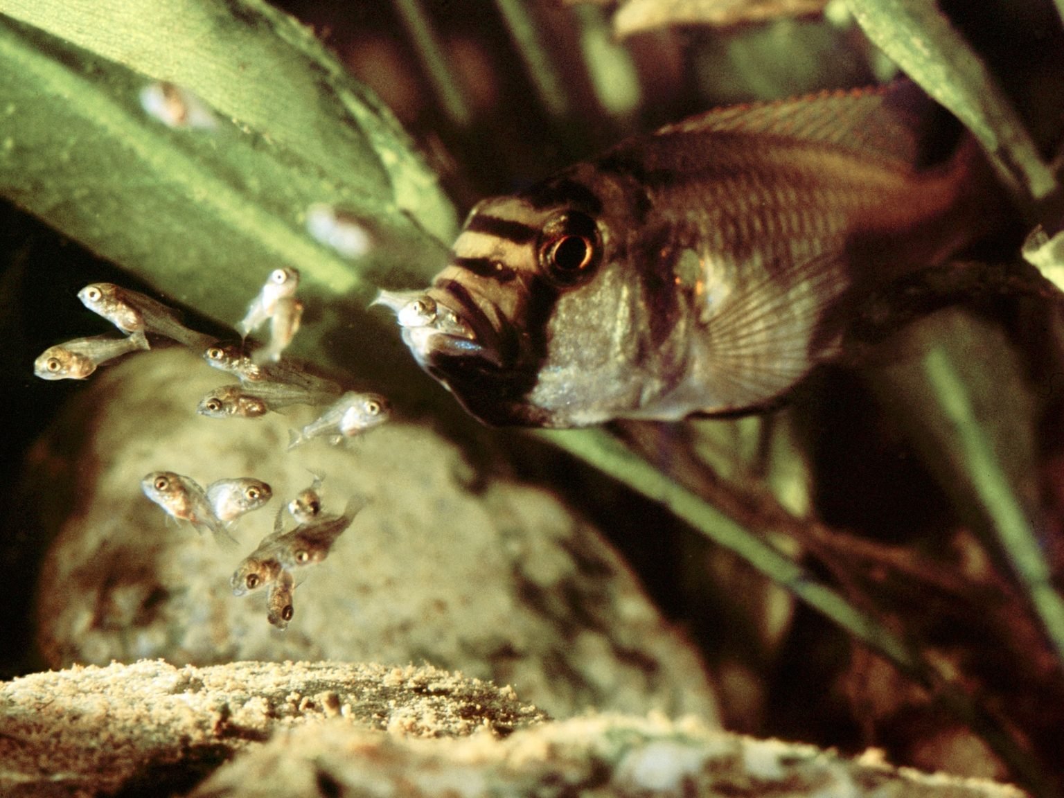 Why these fish moms cannibalize their babies