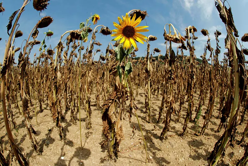 At least 15,000 killed by hot weather in Europe in 2022: WHO