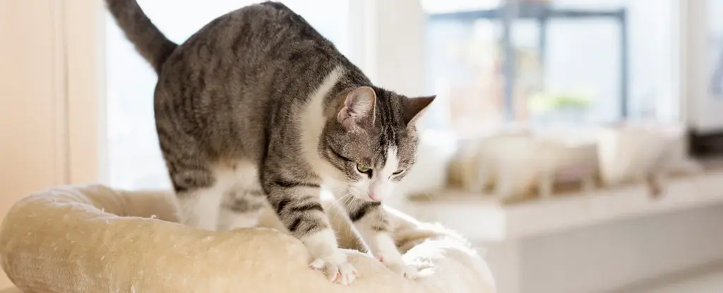 The Science of Affection That Makes Cats Knead You.