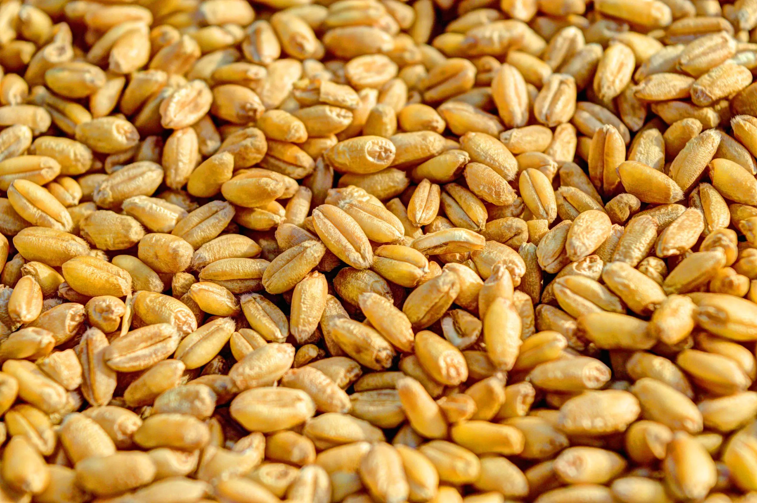 Wheat prices surge on Ukraine harvest concerns – media.