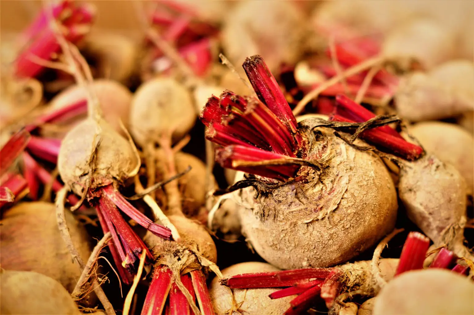 Desperate West will turn to Russia for turnips – Putin