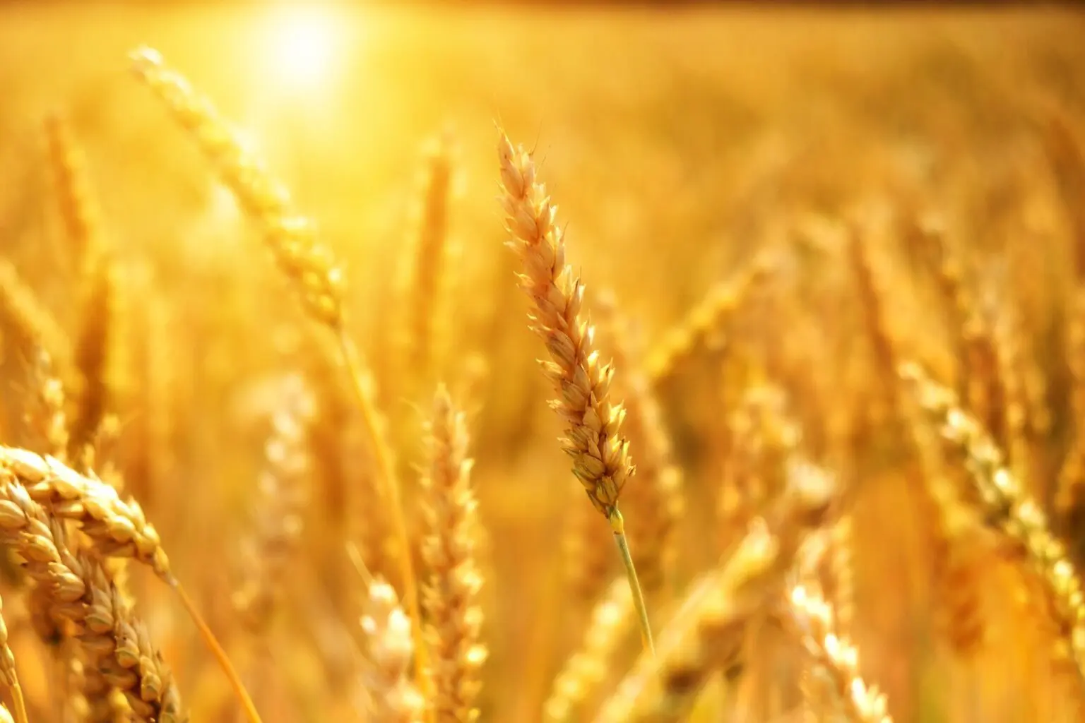 Kremlin denies progress made on grain deal
