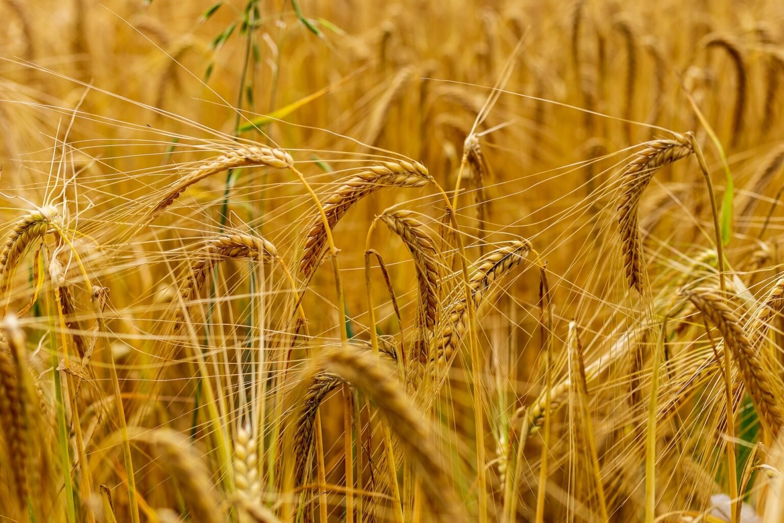 Russia makes up 20% of global wheat exports