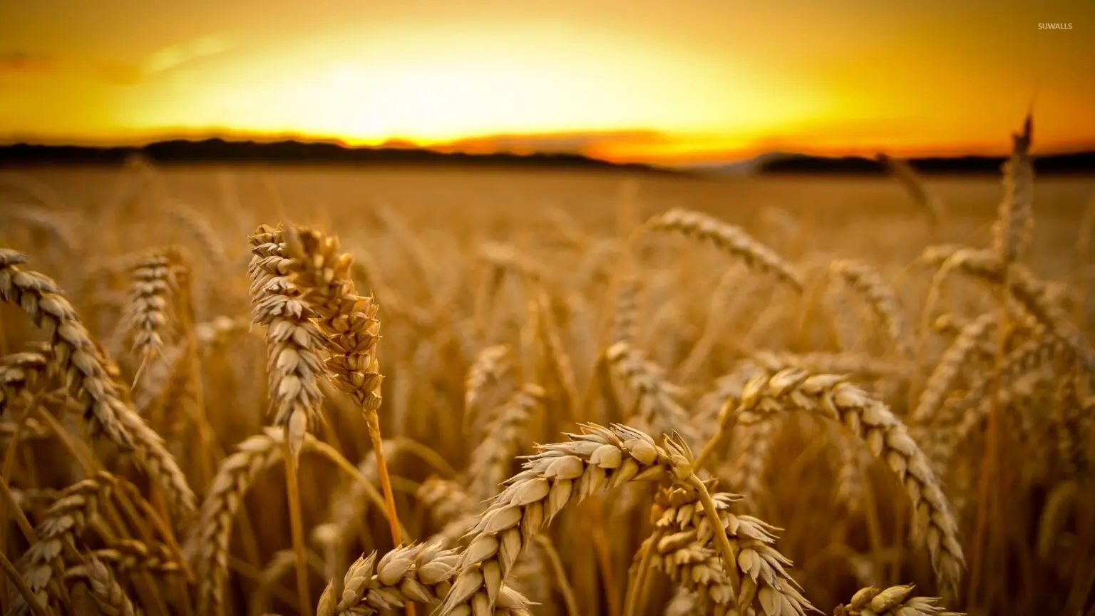 India in talks with Russia to import 8-9 mln tons of wheat — newspaper