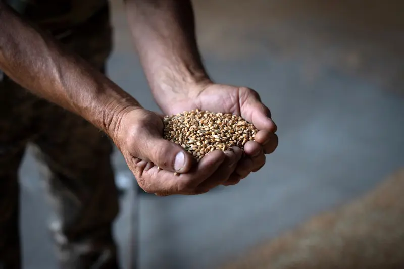 Russia largest wheat exporter in the world