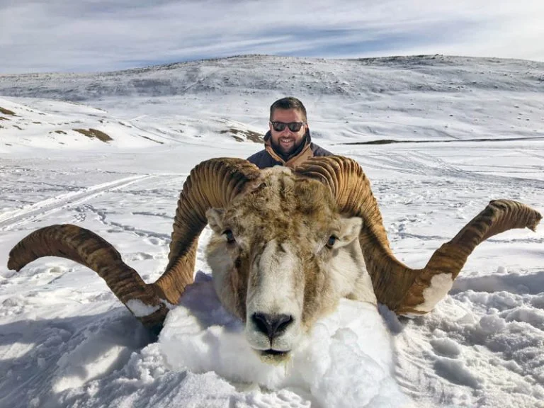 Giant Sheep Puts America on High Alert: Cloning Scandal Unveiled