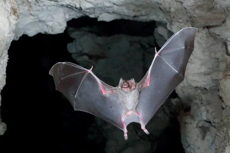 New Bat Coronavirus Discovered in China with Potential to Infect Humans